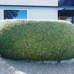 Ben Stroud - @benstroudlawnandgarden - Instagram