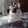 Benedetto Sudano - @benedetto.sudano - TikTok