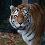 Ben Tiger Wa Madiwa - Facebook