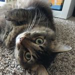 Benjamin Tinkham - @fat_fluffin_cat - Instagram