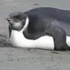 Benjamin Tinkham - @obesepenguinlol - TikTok