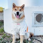 𝐛 𝐞 𝐧 𝐭 𝐨  |  𝐬𝐡𝐢𝐛𝐚 𝐢𝐧𝐮 - @bento.theshibe - Instagram