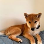 @bento.shibainu - Instagram
