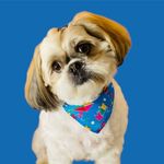 @bento.shihtzu.b - Instagram