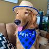 Bento - @bent.ogolden - TikTok