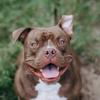 Bento - @bentoamericanbully - TikTok