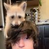 Bento Box the Raccoon - @bentoboxtheraccoon - TikTok