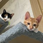 @bentol_man - Instagram