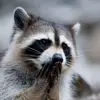 user3981260033979 - @bentoman17 - TikTok