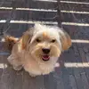 Hoi ik ben Tommy - @tommie_de_puppy - TikTok