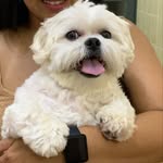 Lhasa Apso - Bento Neres - @bentoneresdasilvaventura - Instagram