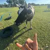 _bentopping_ - @_bentopping_ - TikTok