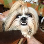 Beniloches - @benito_tostado21 - Instagram