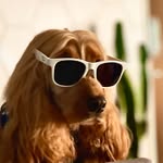 [ʙᴇɴᴛᴏ Costa] 🐾 - @bent.othedog - Instagram