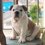 BENTO • BULLDOG INGLÊS 🐶 - @bento.thebulldog - Instagram