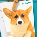 Bento | Pet Boarding Tallinn - @bento.thecorgi - Instagram
