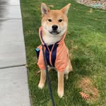 Bento - @bento.theshiba - Instagram