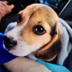 Bento - @bento_the_beagle - Instagram