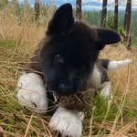 Bento the Akita - @bentotheakita - Instagram