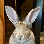 Bento The Bunny - @bento_thebunny - Instagram