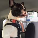 Bento The Frenchie - @bento_the_frenchie - Instagram