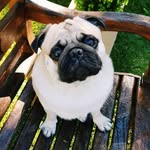 Bento The Pug - @bento.thepug - Instagram
