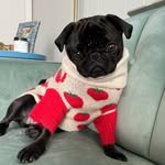 Bento the Pug - @bentothebug - Instagram