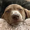Bento the Weenie - @bentotheweenie - TikTok