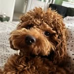 Mario - @ben_toypoodlemario - Instagram