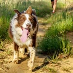 Ben The Trail Dog - @bentraildog - Instagram
