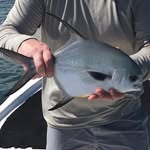 Ben Tripp - @avuncularben - Instagram