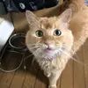 チップ🐱 - @bentu9504 - TikTok