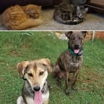 Ben, Tuck, Lola, & Rosie - @ben.tuck.lola.rosie38 - Instagram