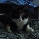 Ben Twiss - @funnycats619 - Instagram