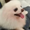 Ben Ung - @benung7 - TikTok