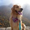 Bentley - @bentleythegoldenboy - TikTok