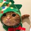 user4172230219072 - @benutterbutter - TikTok