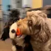 benvaccaro69 - @justbenilol - TikTok