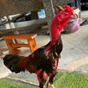 Gà chọi c1 - @benvang7 - TikTok