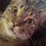 Ben Venüs😺 - @venusofficial_cat - Instagram