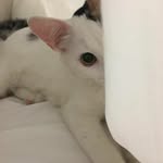 ben Venüs🐾 - @cat.venus_ - Instagram