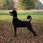 Ben, Venus and Kristina - @ben_poodle_standard - Instagram