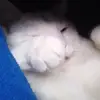 helloo ben venüs😼! - @.benvenus - TikTok