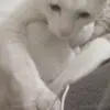 ❄venüs cat❄ - @benvenus1 - TikTok