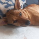 Ben viljoen - @benboviljoen15 - Instagram
