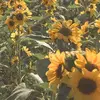 vine - @ben.vine0 - TikTok