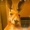 Jail Hernandez - @benvu_ff - TikTok