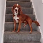 Ben Wakefield - @bendogwakefield - Instagram