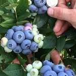 Ben Waterman - @watermanorchards - Instagram