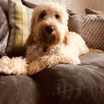 Lucy_whatley - @benwhatley1239 - Instagram